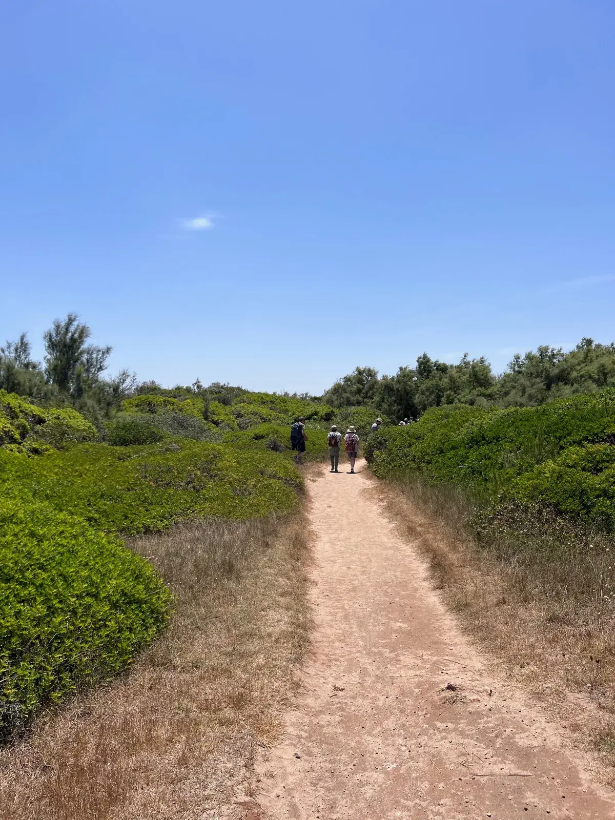 Path to the sea in the Torre Guaceto reserve in spring