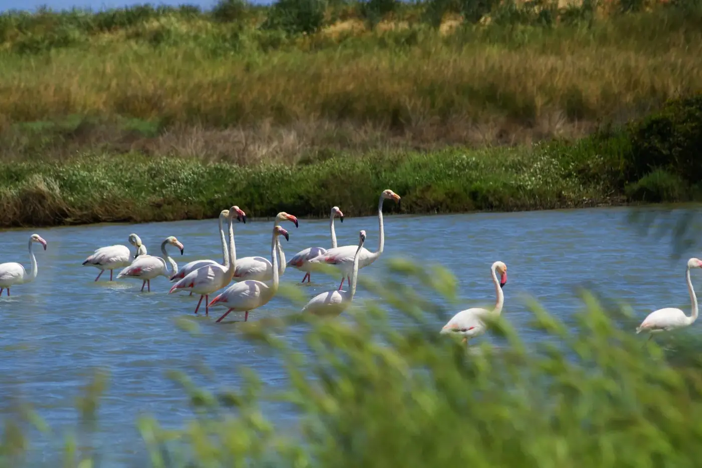 Flamingos in the Punta della Contessa salt marshes near Brindisi