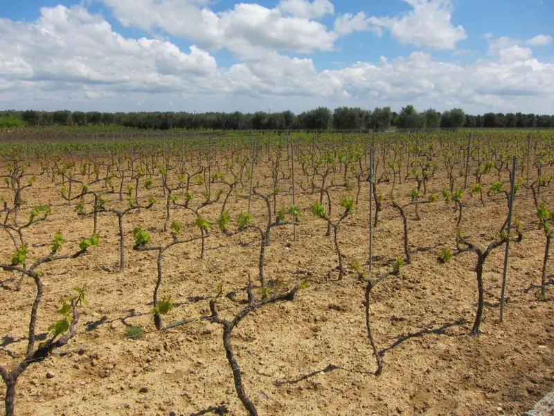 Negroamaro grapes on the vine